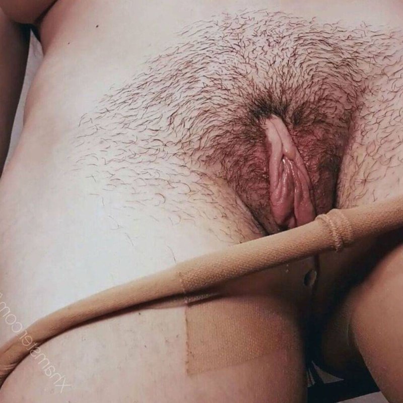 Палочник маклея