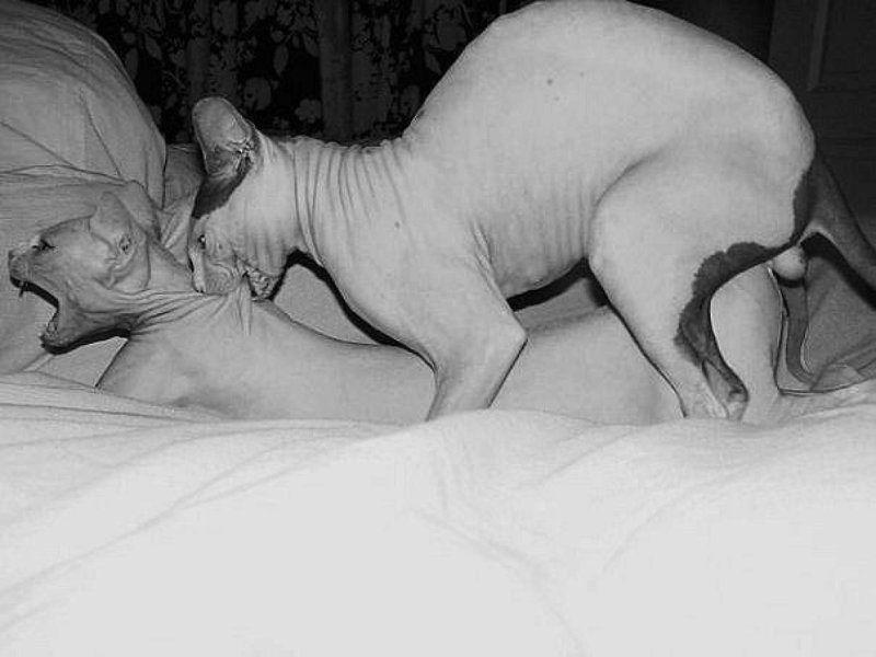 Донские сфинксы