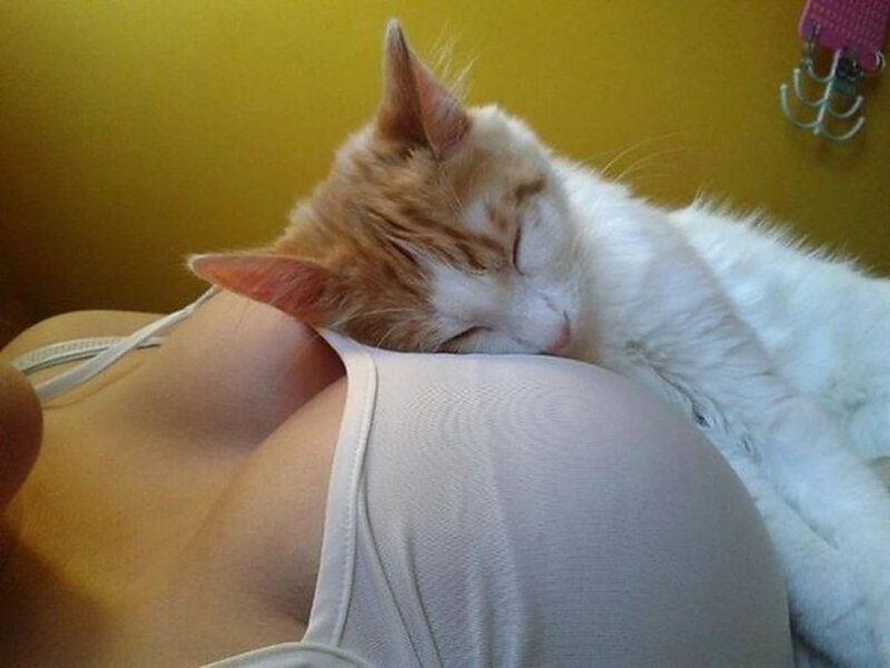 Кот из сисек