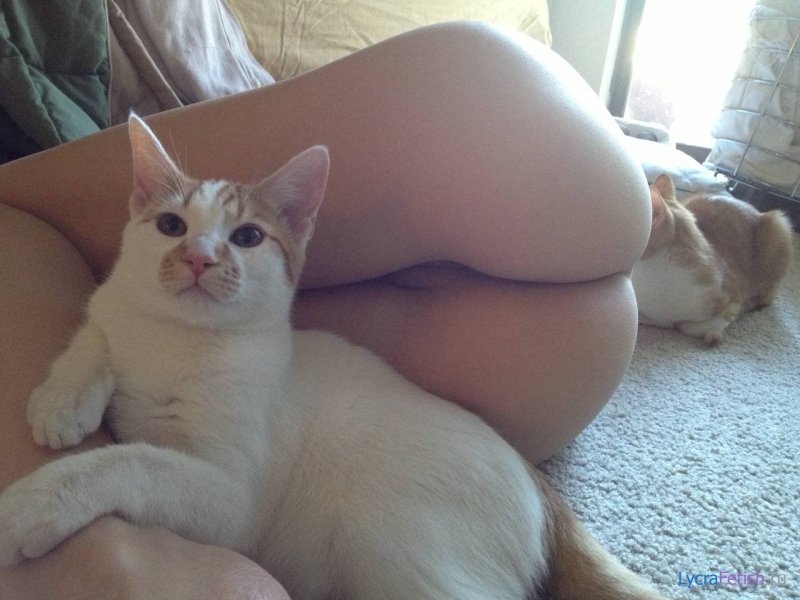 Кот порно