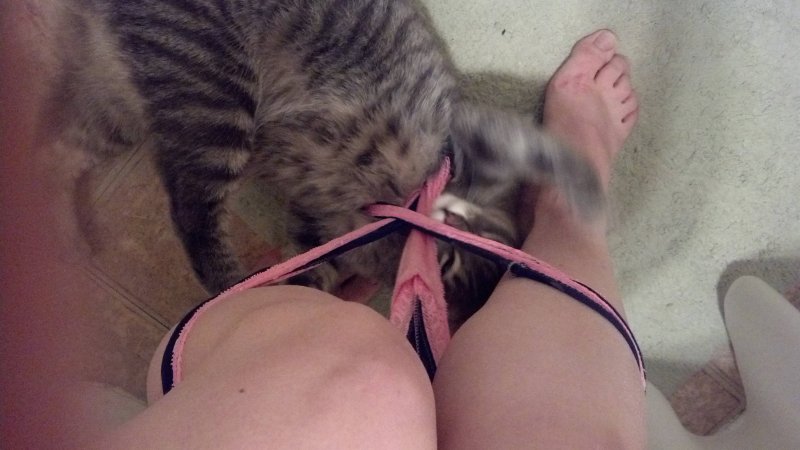 Прикольные киски