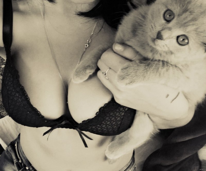 Красивая киса