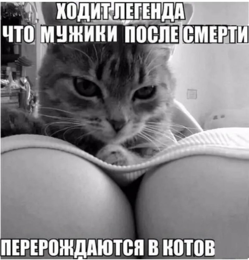 Коты юмор