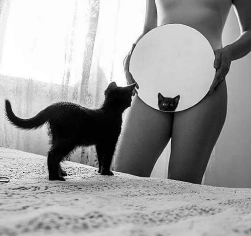 Кот и попа девушки