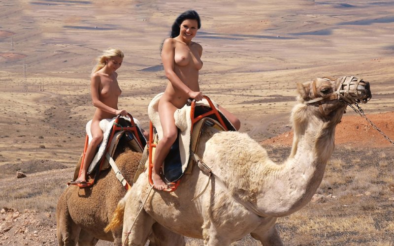 На верблюдах