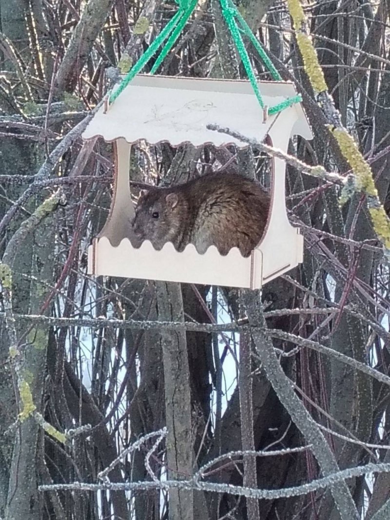 Серая крыса пасюк