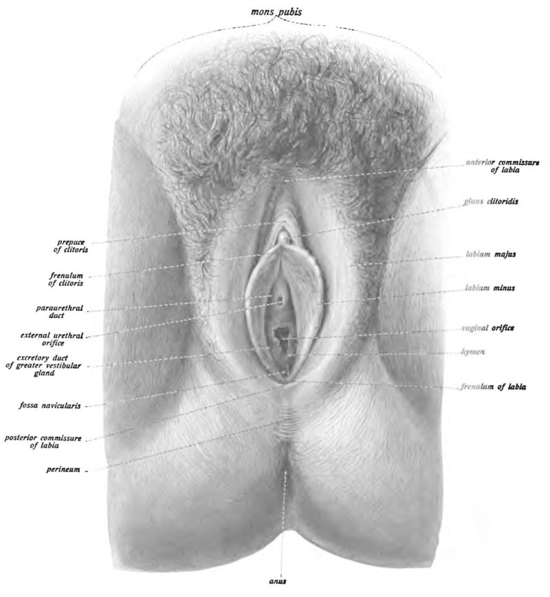 Женская вагина схематично