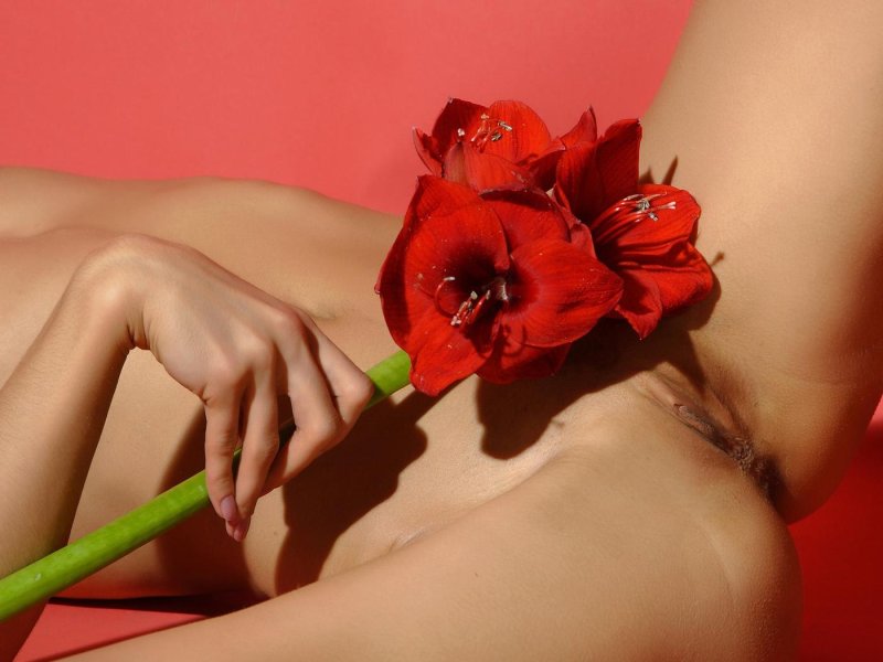 Гиппеаструм ред лион