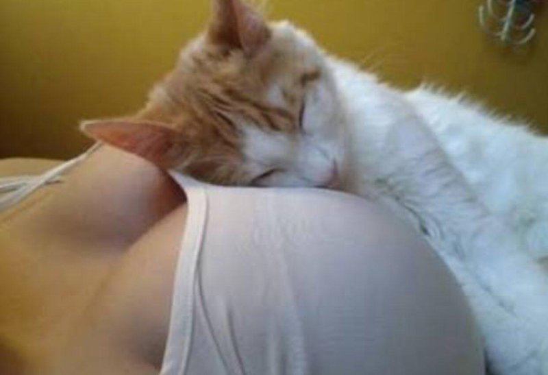 Кот на груди