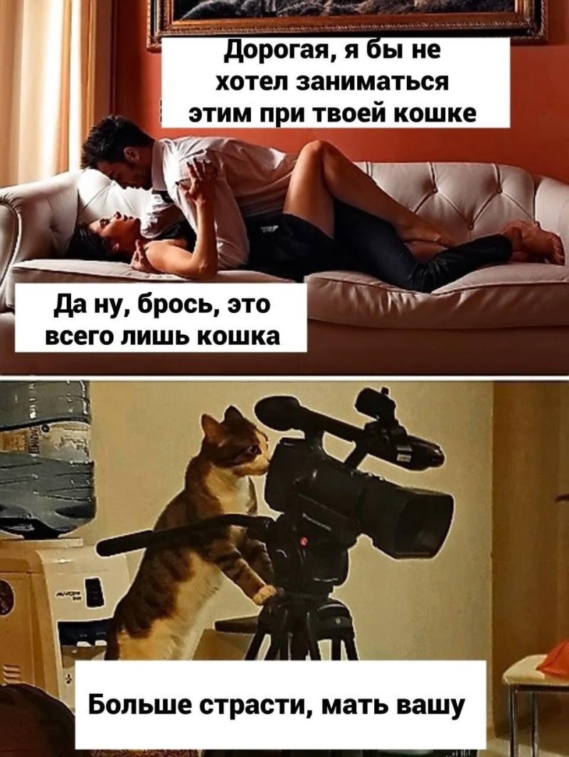 Больше страсти кот с камерой мем