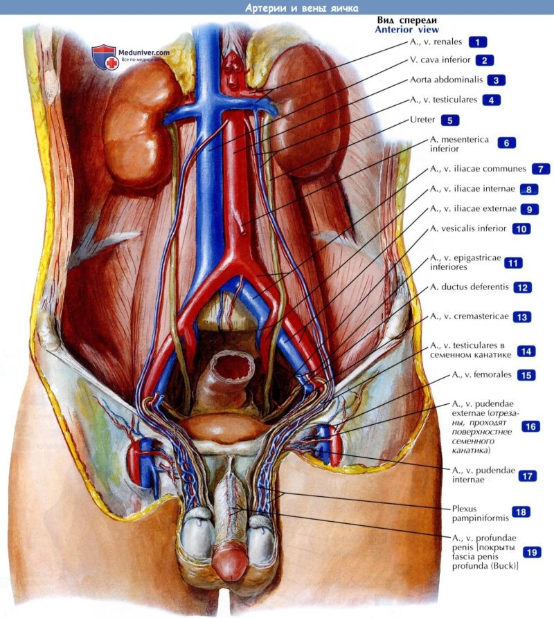 Анатомия внутренних органов брюшной полости человека