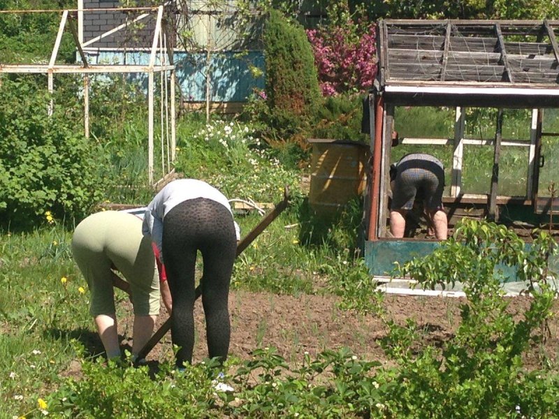 Раком в огороде