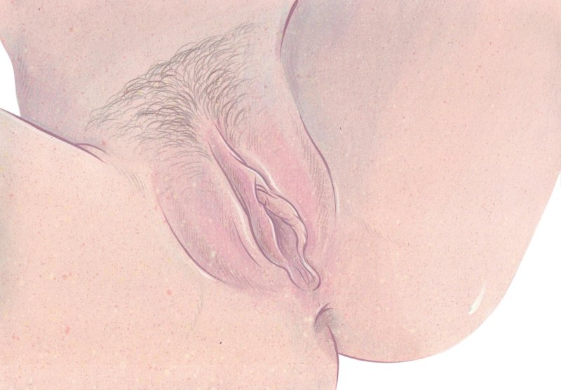 Женская вульва