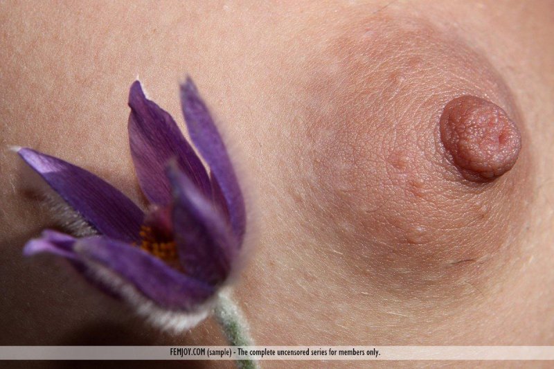 Сон трава прострел