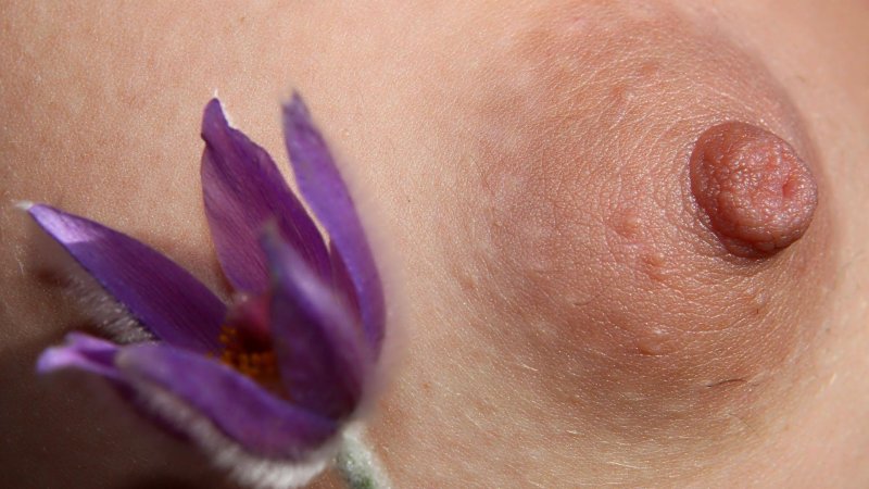 Сон трава прострел