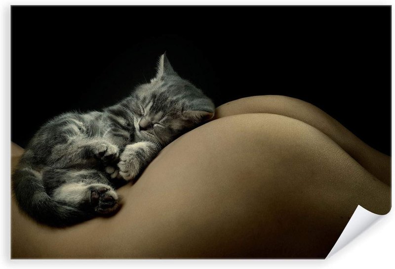 Попка котика