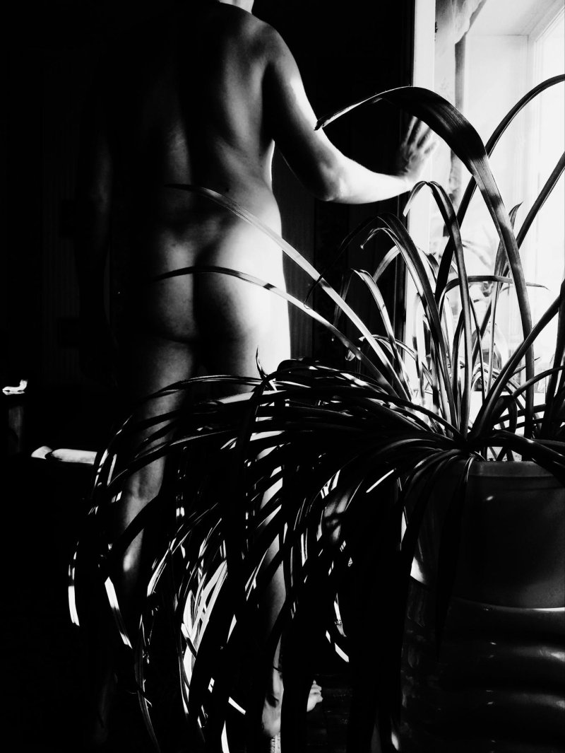 Комнатное растение хлорофитум