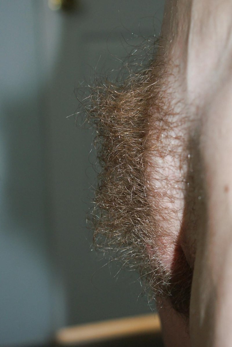 Воволосатый лабок