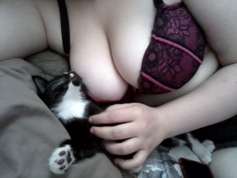 Сиськи кошки огромные реальное