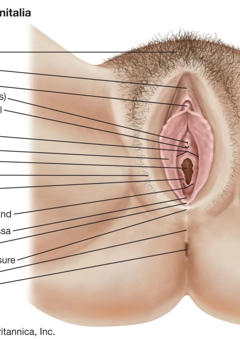 Строение женских половых органов анатомия