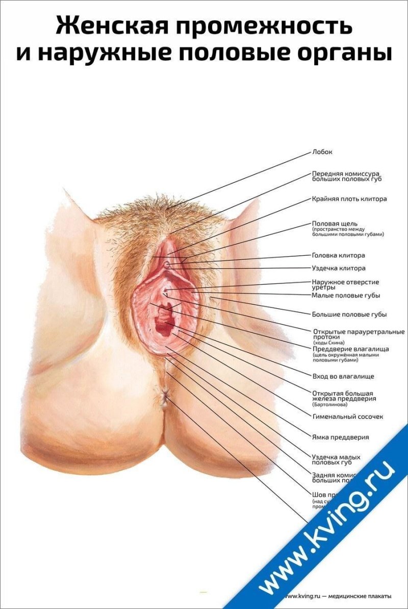 Строение женских половых органов