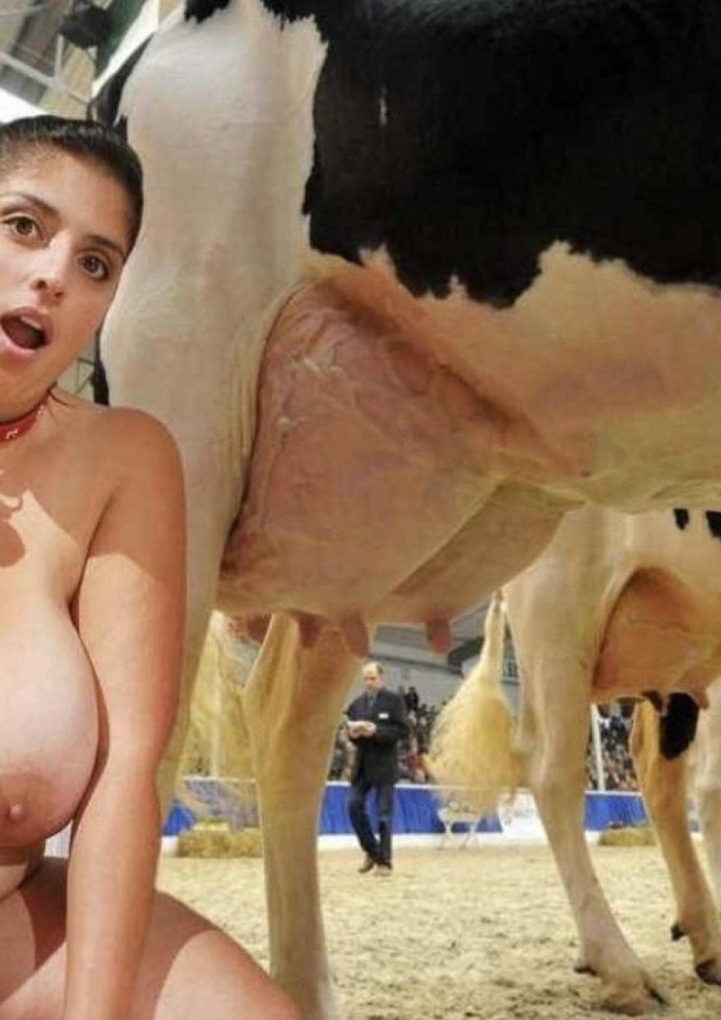 Вымя коровы