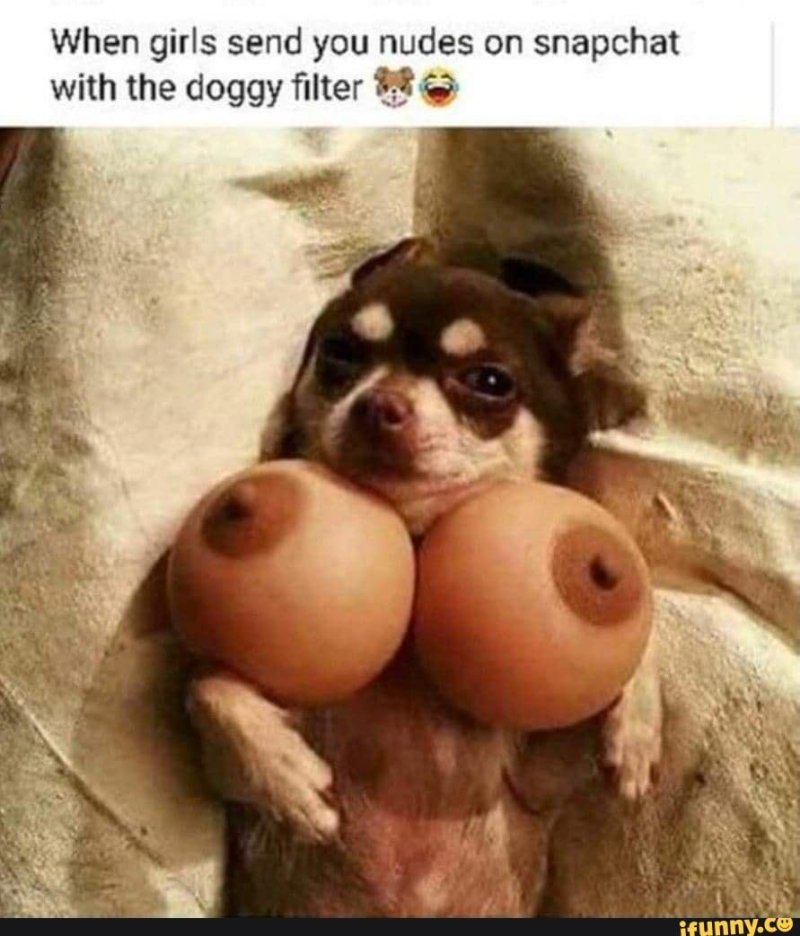 Грудь собаки